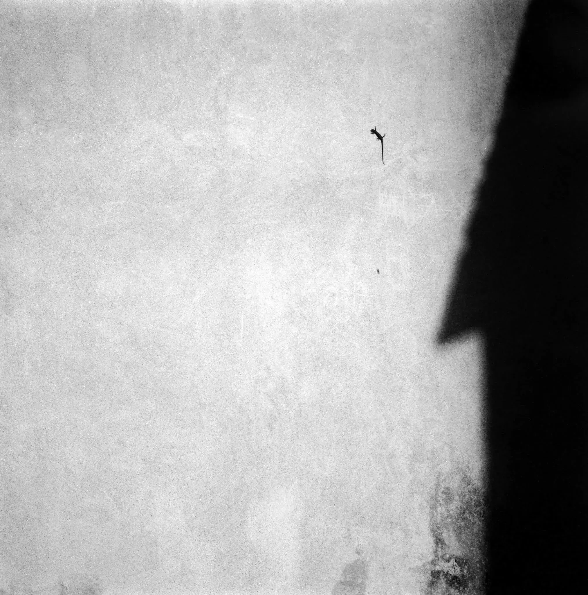 immagine mostra giovanni luisoni